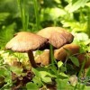 餐桌上的最毒美食 你怕了嗎？
